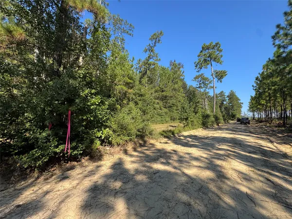 a view of path and trees