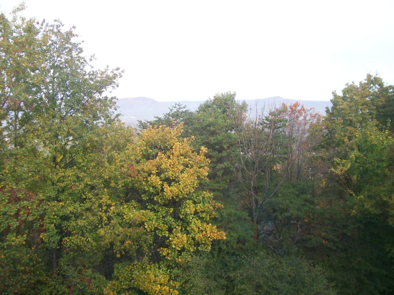 3434 West Ridge Road Southwest Roanoke, VA 24014 - Photo 5 of 16 a view of a forest