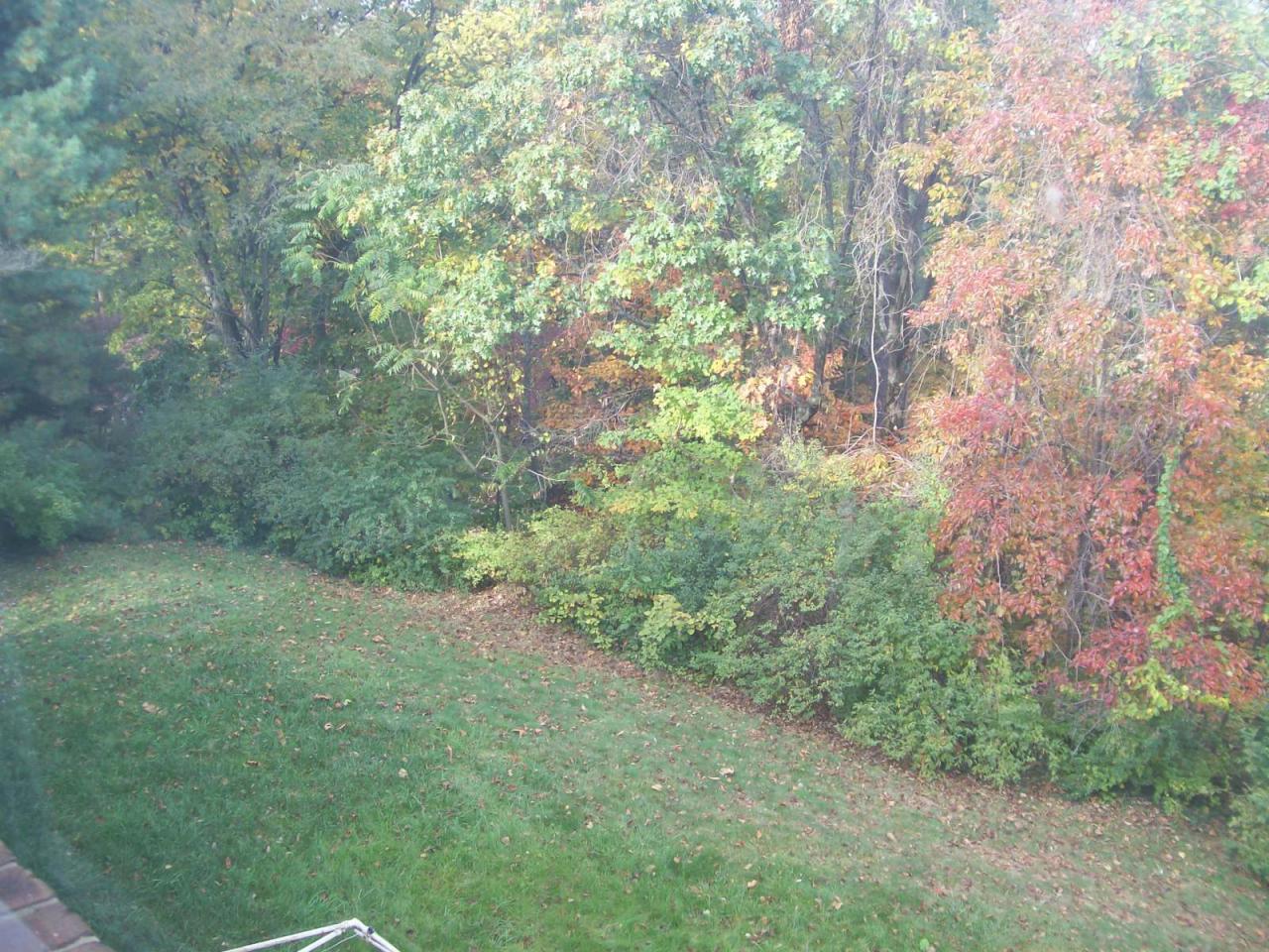 3434 West Ridge Road Southwest Roanoke, VA 24014 - Photo 6 of 16 a view of a yard with a tree