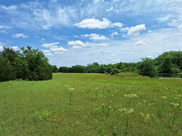a view of a big yard with plants and large tree