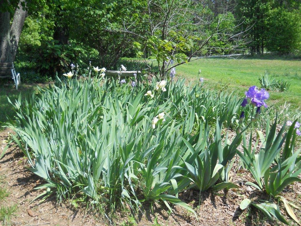 10261 Park Springs Road Ruffin, NC 27326 - Photo 9 of 26 Beautiful landscaped yard