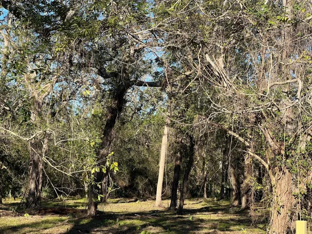a view of a yard with plants