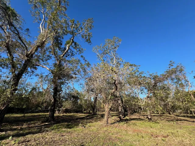 a view of a tree next to a yard