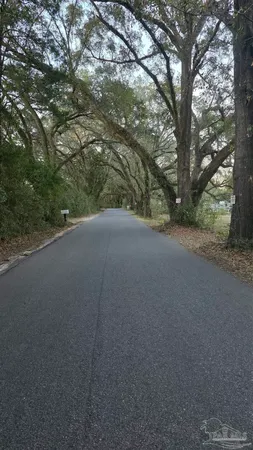a view of a forest with trees
