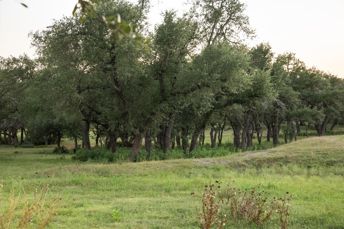 5200 Bell Springs Road Dripping Springs, TX 78620 - Photo 8 of 36 a big yard with lots of green space and deers