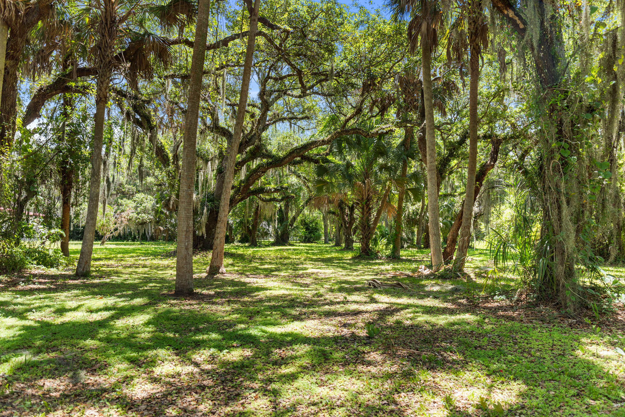 409 Southwest 15th Street Okeechobee, FL 34974 - Photo 4 of 14 a backyard of a house with lots of green space