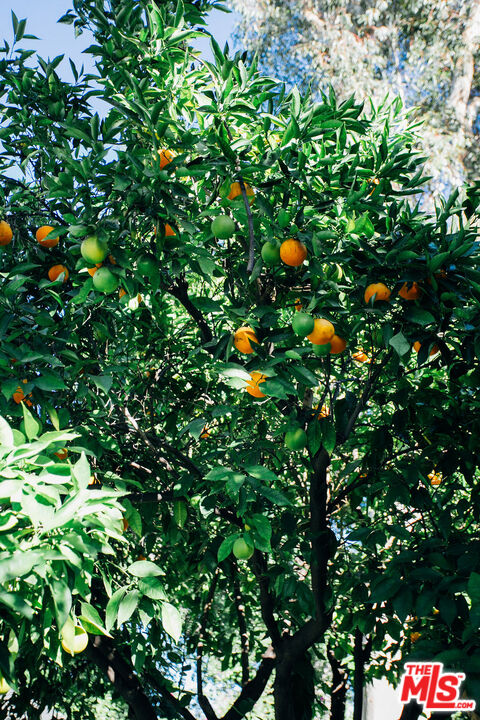 13239 Addison Street Sherman Oaks, CA 91423 - Photo 29 of 29 a view of flowers