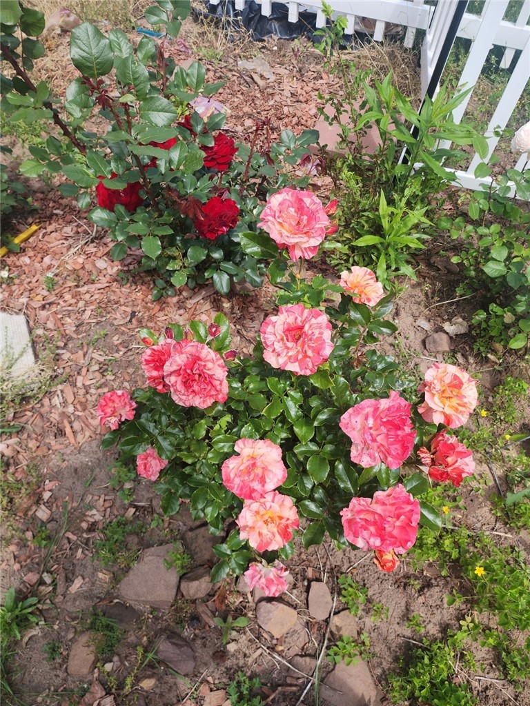 555 Elmgrove Road Gates, NY 14606 - Photo 27 of 29 Front Garden in the Summer