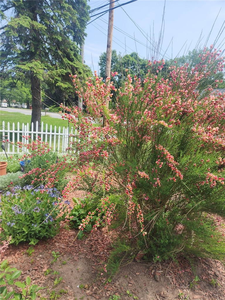 555 Elmgrove Road Gates, NY 14606 - Photo 28 of 29 Front Garden in the Summer