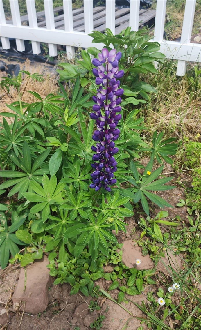 555 Elmgrove Road Gates, NY 14606 - Photo 29 of 29 Front Garden in the Summer
