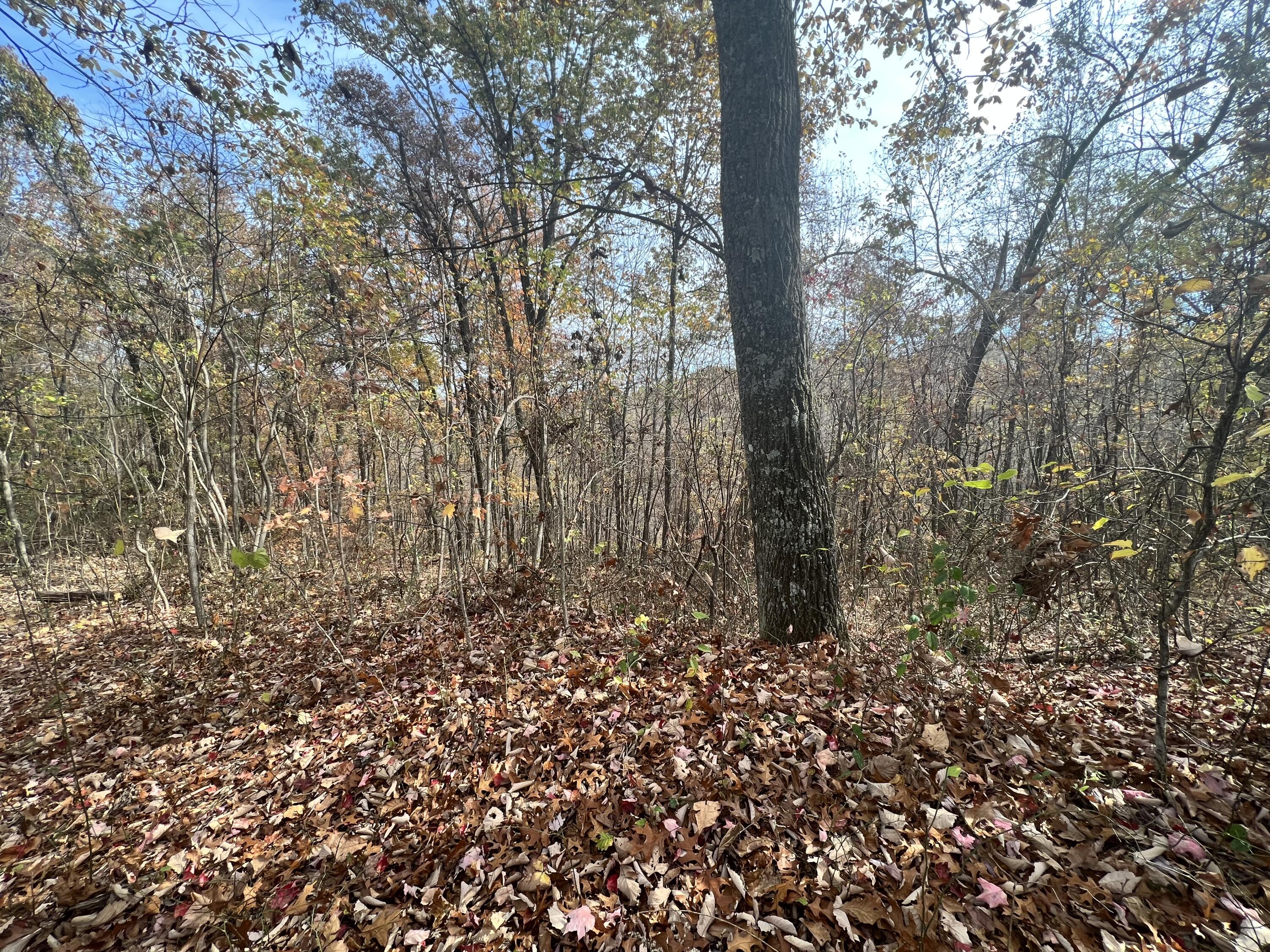 9999 Bar Creek Road Oneida, KY 40972 - Photo 12 of 15 80162E6A-718E-4150-9053-9CEBC6291899