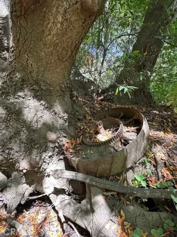 a view of a tree in a yard