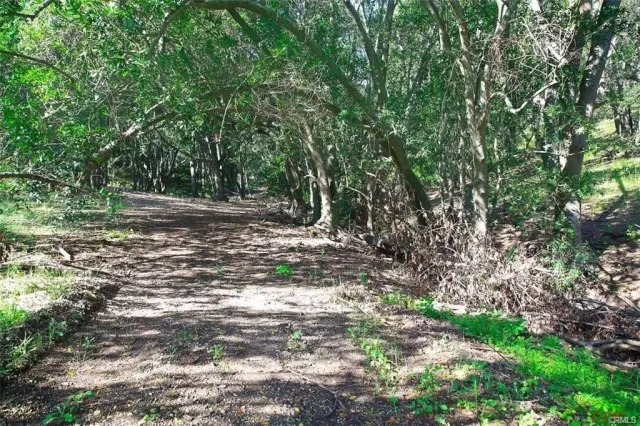 a view of a yard with plants and trees