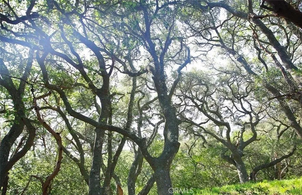 0 Old Creek Road Cayucos, CA 93430 - Photo 19 of 19 a view of tree