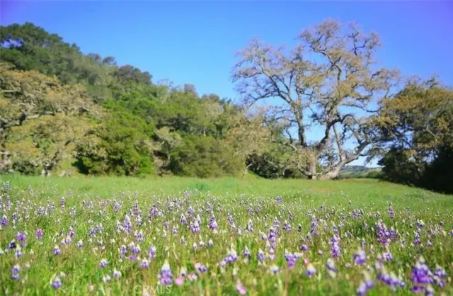 a view of a lush green space