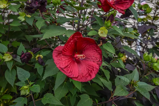 $260,000 | 443 North Ash Street, Waukegan, IL 60085