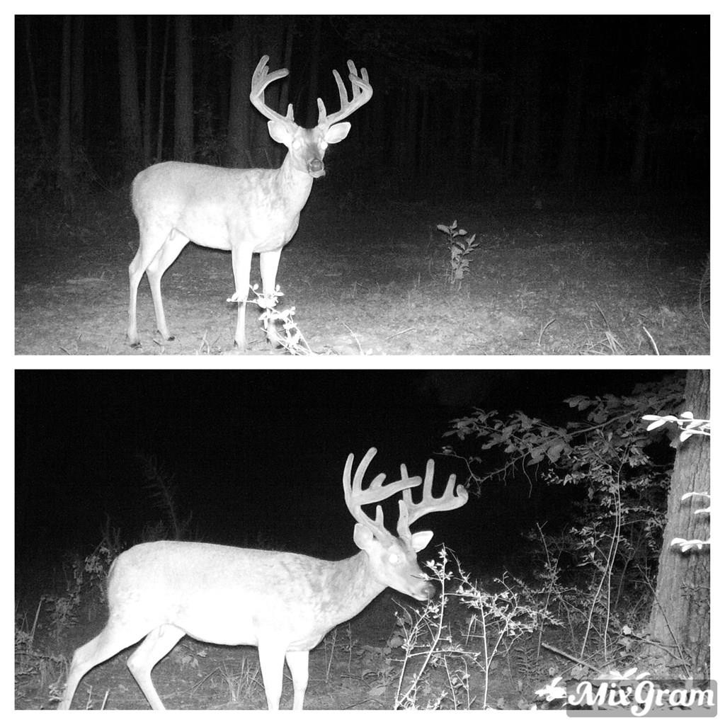 7635 Dickey Mills Road Magnolia, MS 39652 - Photo 3 of 46 Photo 3