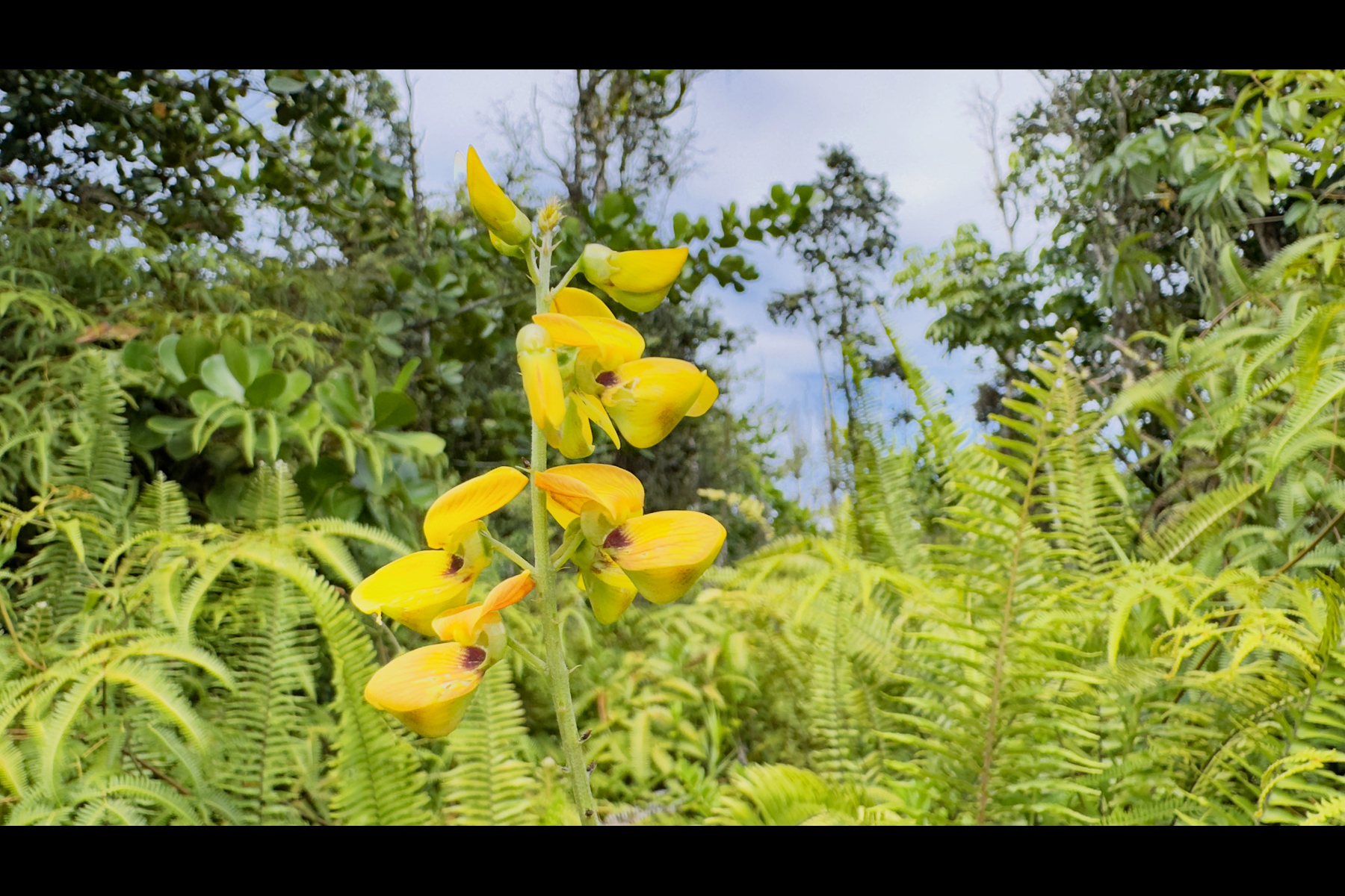 355 Lemiwai Road Keaau, HI 96749 - Photo 1 of 16 Gallery Image 1