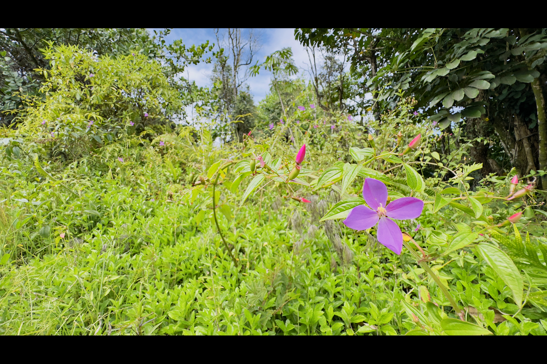 355 Lemiwai Road Keaau, HI 96749 - Photo 12 of 16 Gallery Image 12