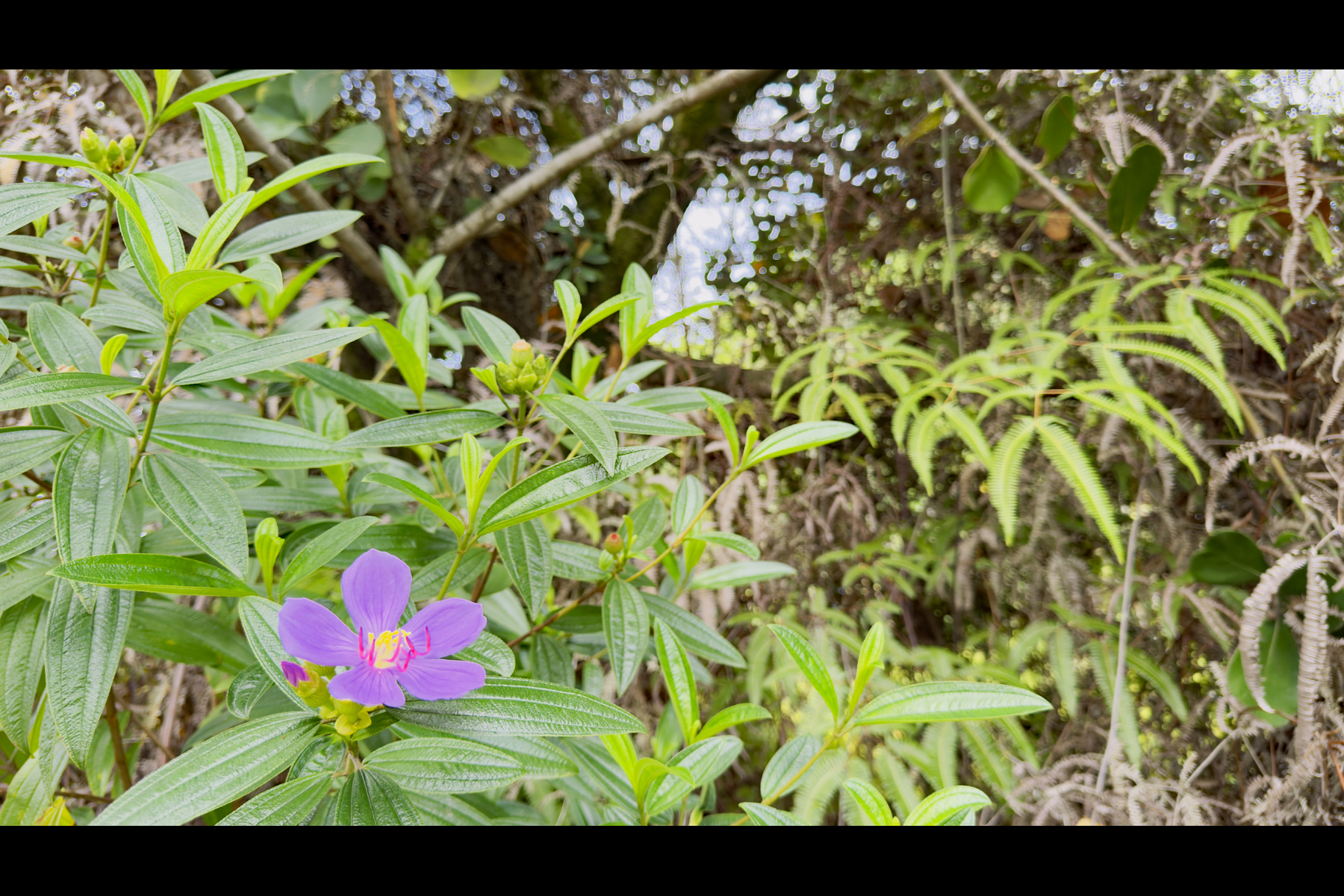 355 Lemiwai Road Keaau, HI 96749 - Photo 13 of 16 Gallery Image 13