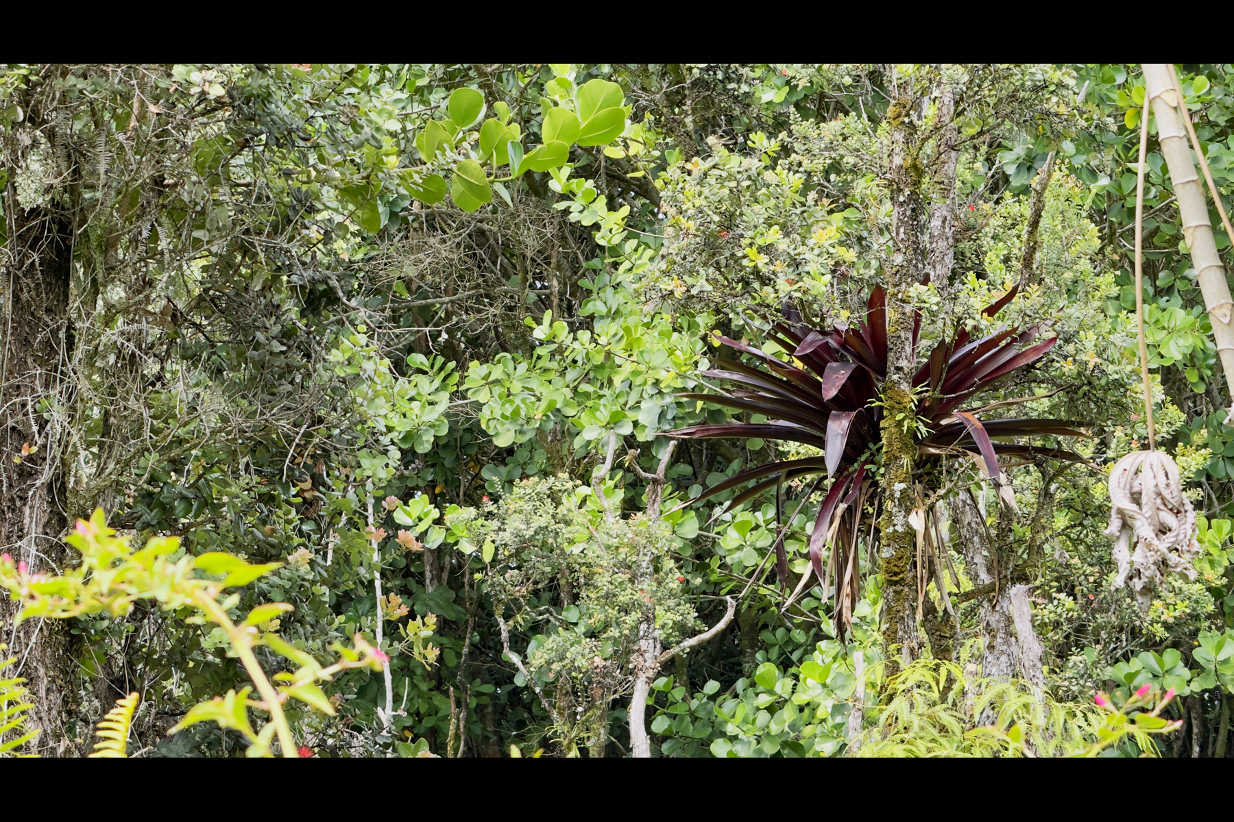 355 Lemiwai Road Keaau, HI 96749 - Photo 14 of 16 Gallery Image 14