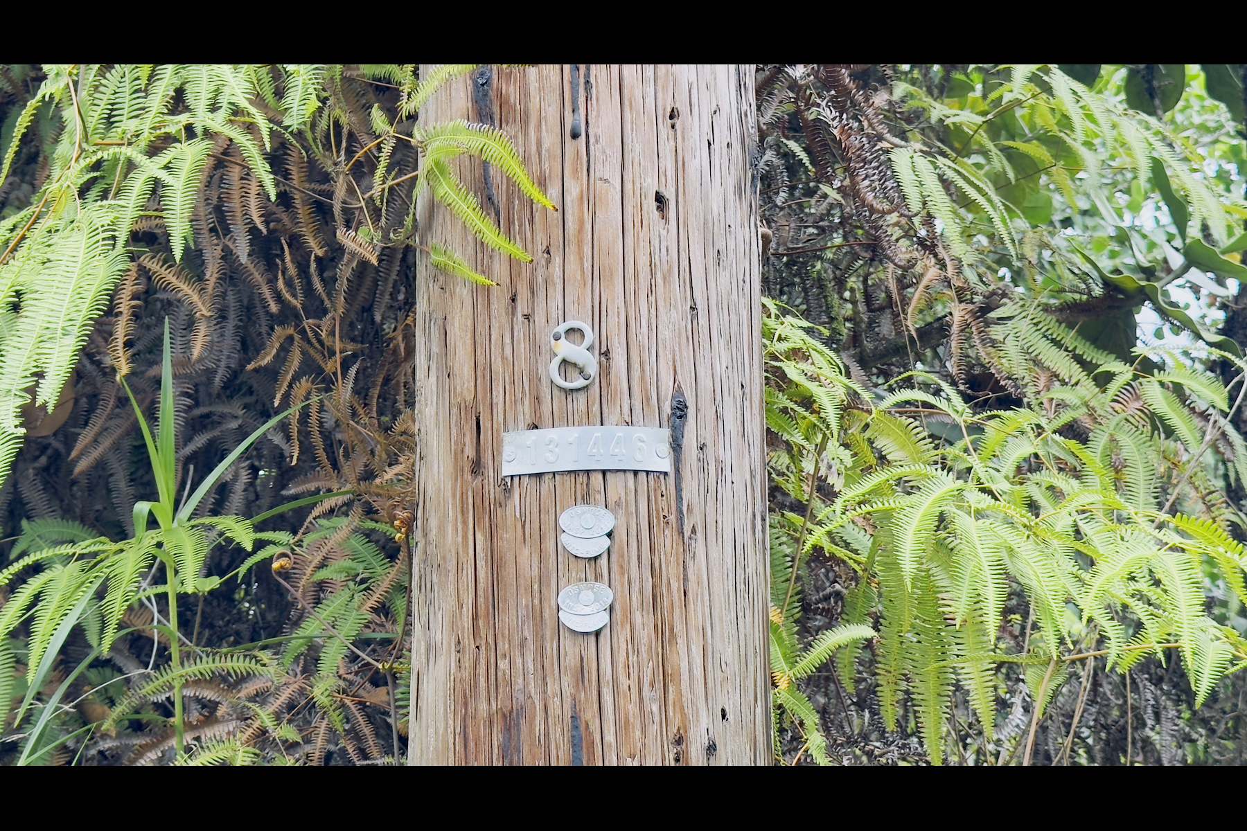 355 Lemiwai Road Keaau, HI 96749 - Photo 15 of 16 Gallery Image 15