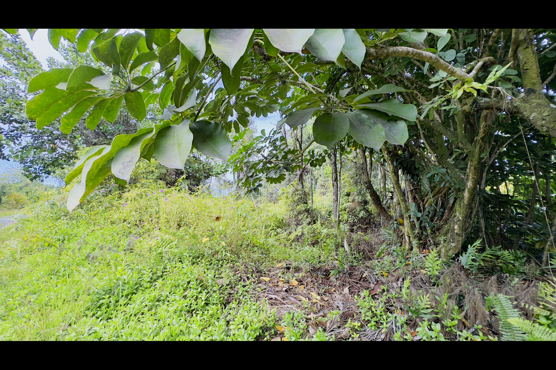 355 Lemiwai Road Keaau, HI 96749 - Photo 2 of 16 Gallery Image 2