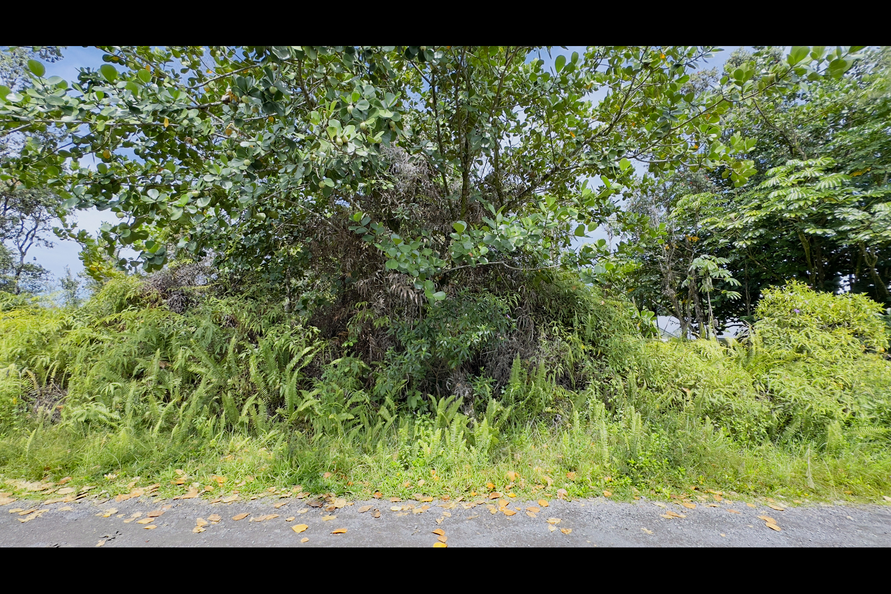 355 Lemiwai Road Keaau, HI 96749 - Photo 7 of 16 Gallery Image 7