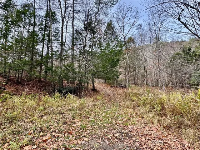 a view of a yard with large trees