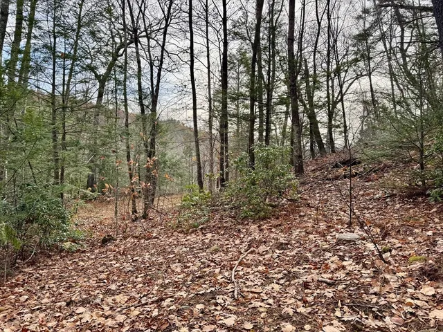 a view of a forest with trees