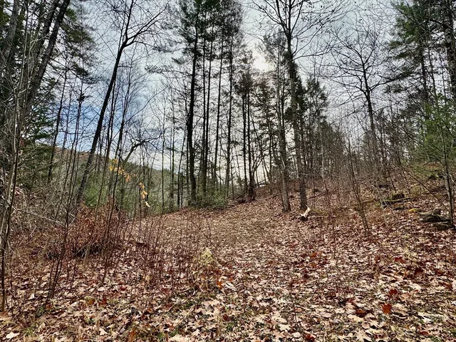 a view of a yard with trees