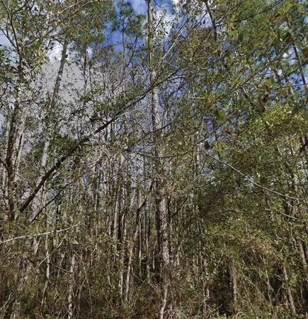 a view of a yard with a tree