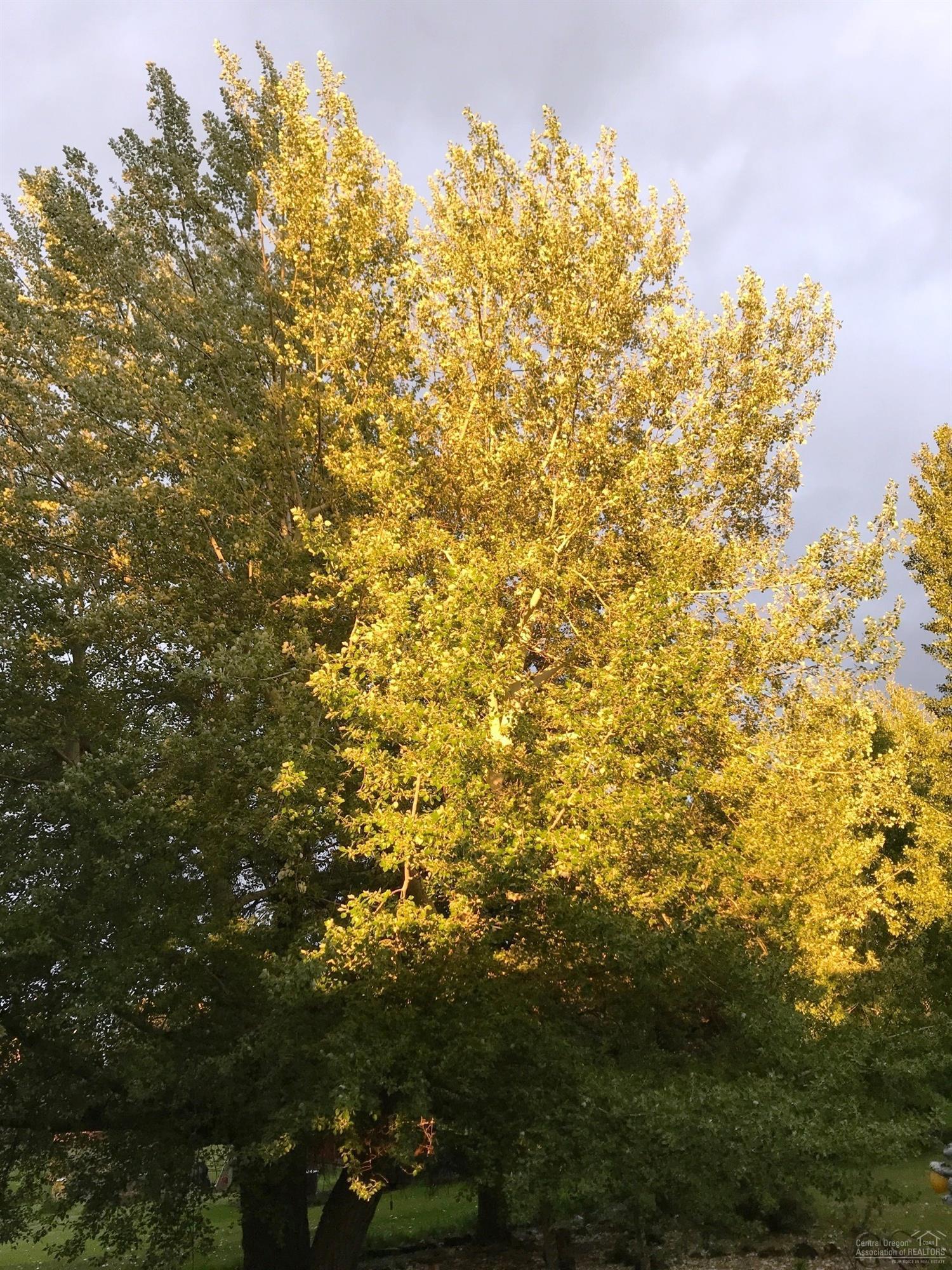 21452 Keyte Lane Bend, OR 97701 - Photo 11 of 25 Changing colors in the fall are beautifu
