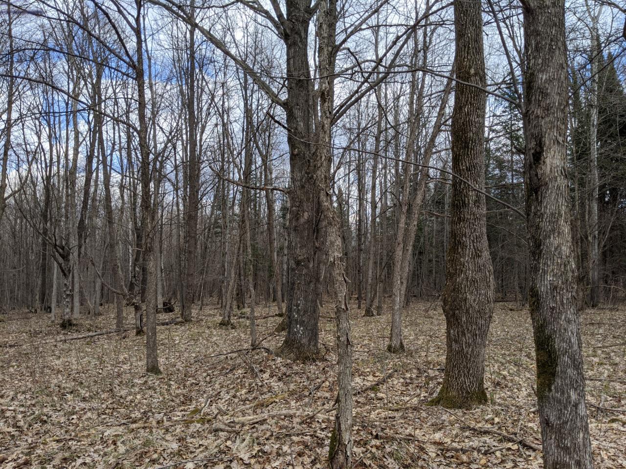N5398 Hill Road Kennan, WI 54537 - Photo 28 of 49 Gallery Image 28