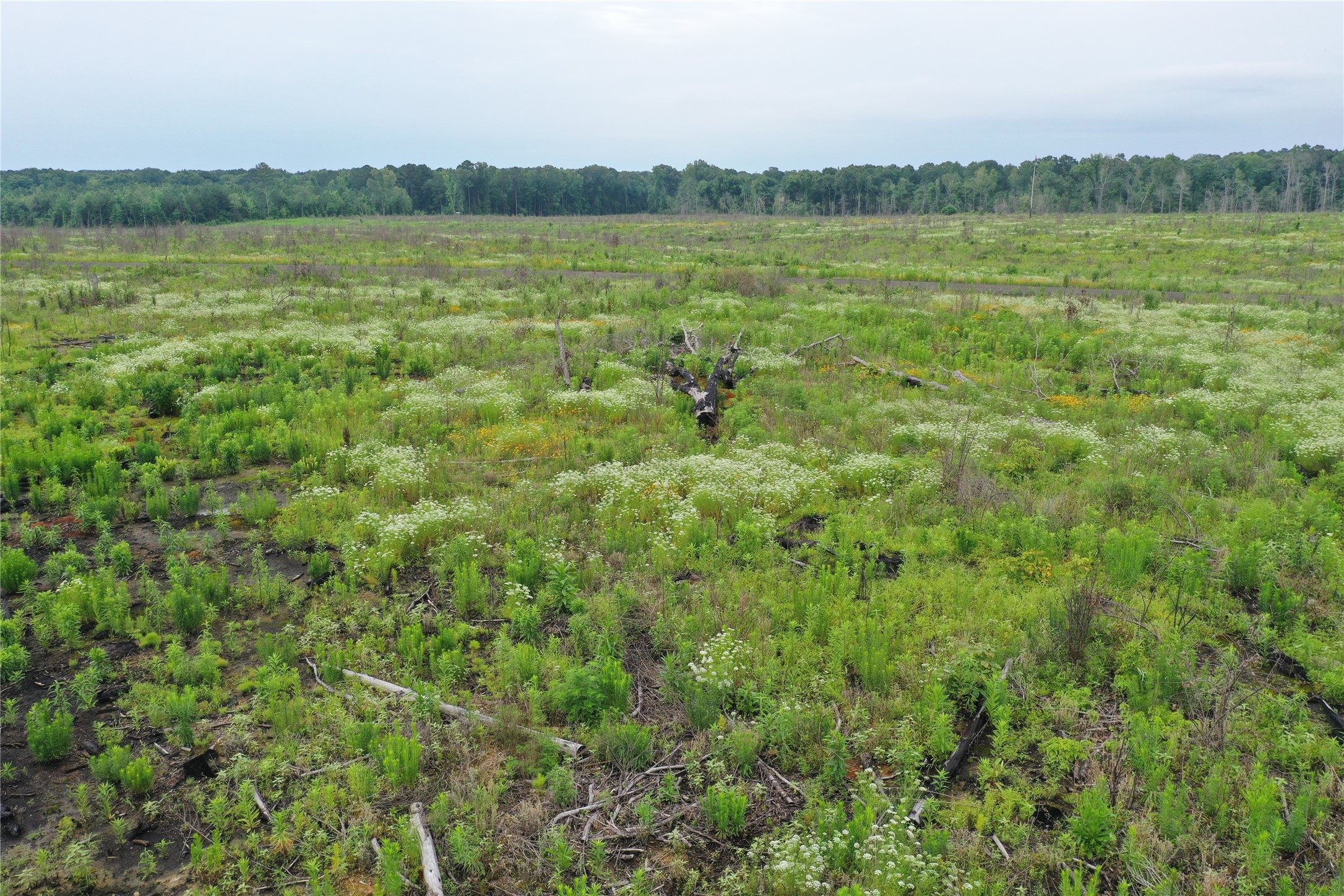 Tr4-strickland Tr4-strickland Private Road Waskom, TX 75692 - Photo 3 of 6