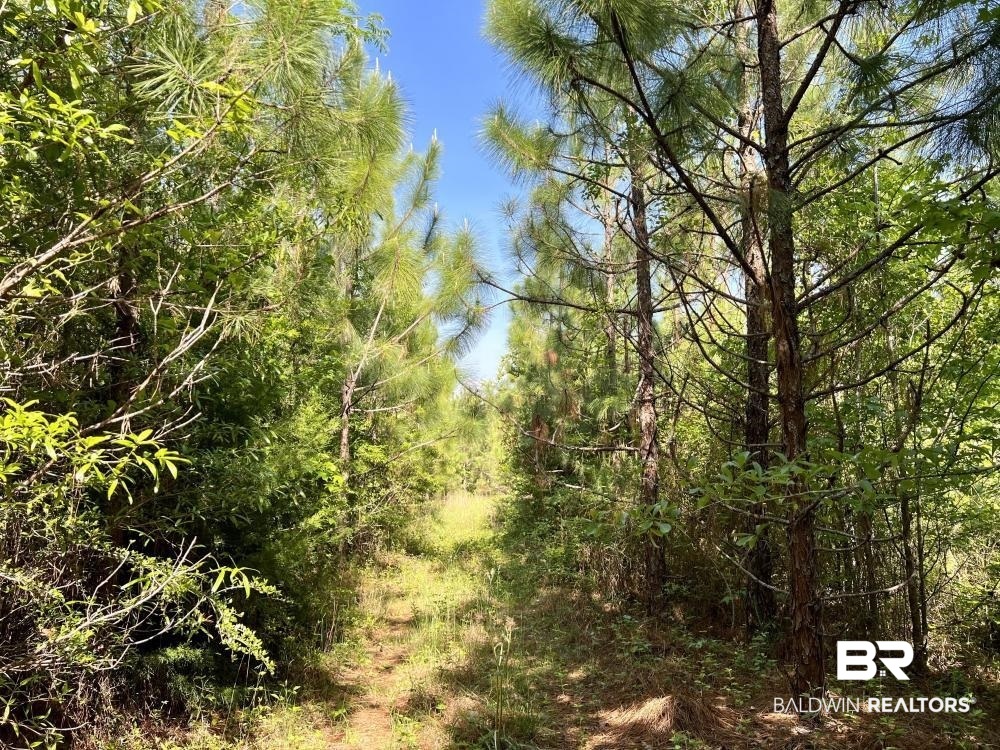 0 Fluker Kiel Road Coffeeville, AL 36524 - Photo 21 of 34