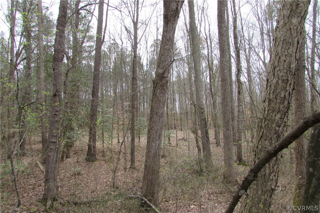 14418 Scotts Road Dewitt, VA 23840 - Photo 9 of 17 a view of a forest