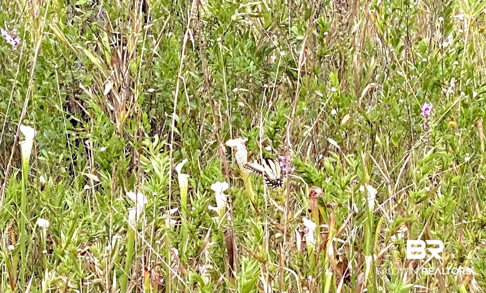 21305 River Road Robertsdale, AL 36567 - Photo 18 of 50 Pitcher Plants