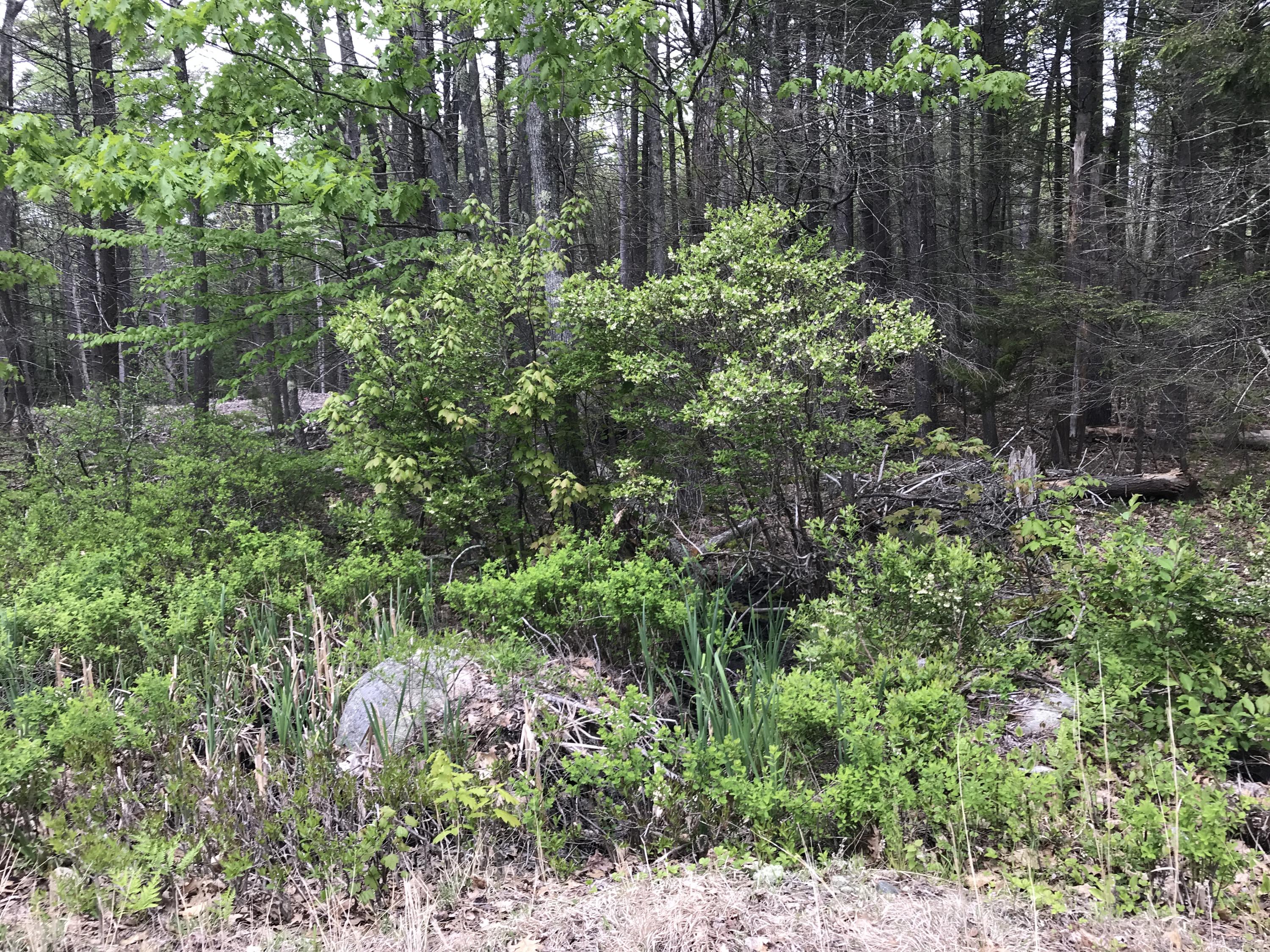 31 Mountain Road Cape Neddick, ME 03902 - Photo 2 of 6 IMG_7793