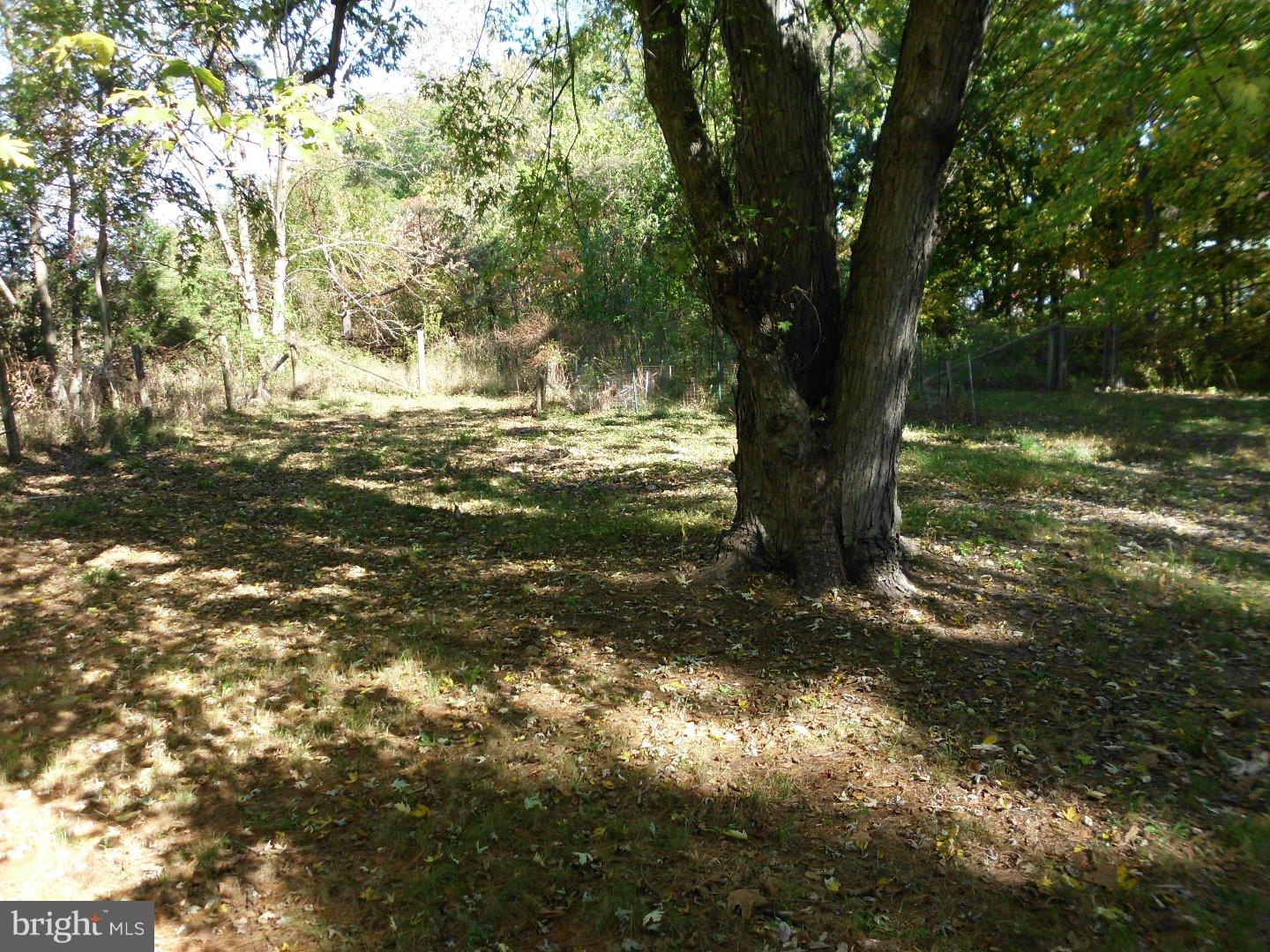 172 Arneys Mt Road Pemberton, NJ 08068 - Photo 11 of 24 a view of a tree in a yard