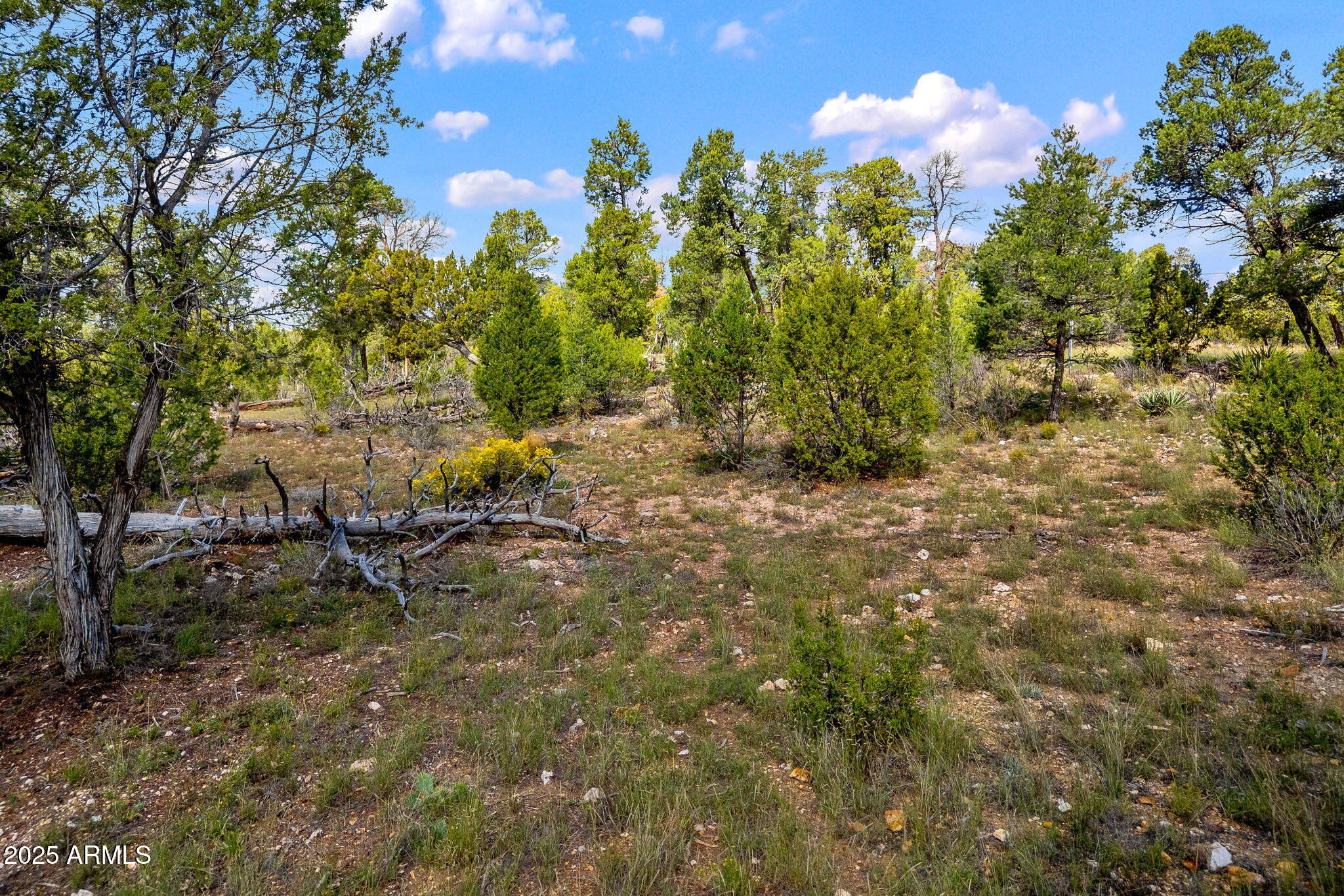 1909 Chevelon Road, Unit 1909 Heber, AZ 85928 - Photo 12 of 16 a view of a forest with a tree