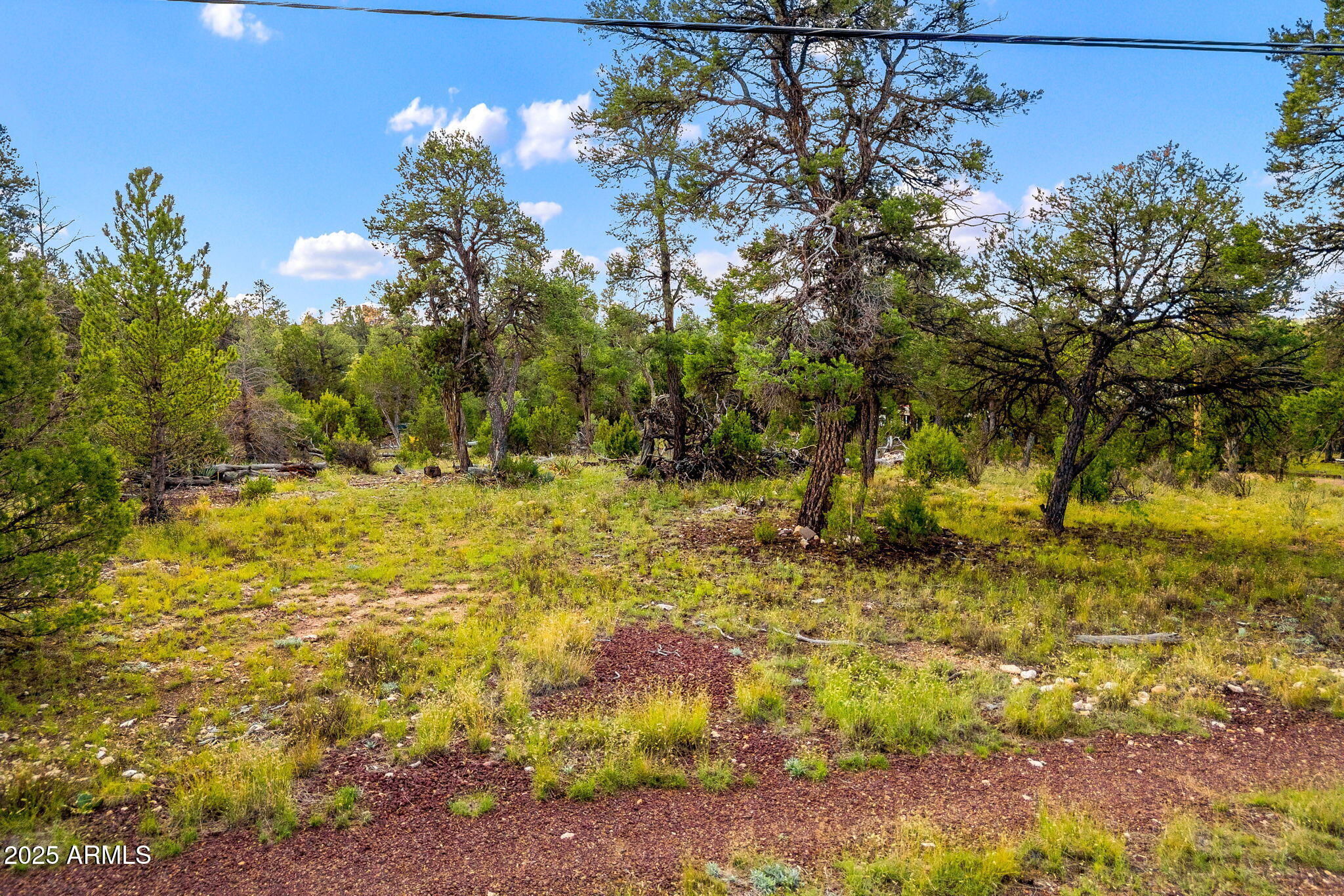 1909 Chevelon Road, Unit 1909 Heber, AZ 85928 - Photo 13 of 16 a view of yard with large trees