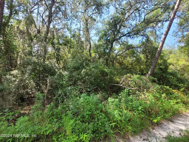 a view of a lush green forest