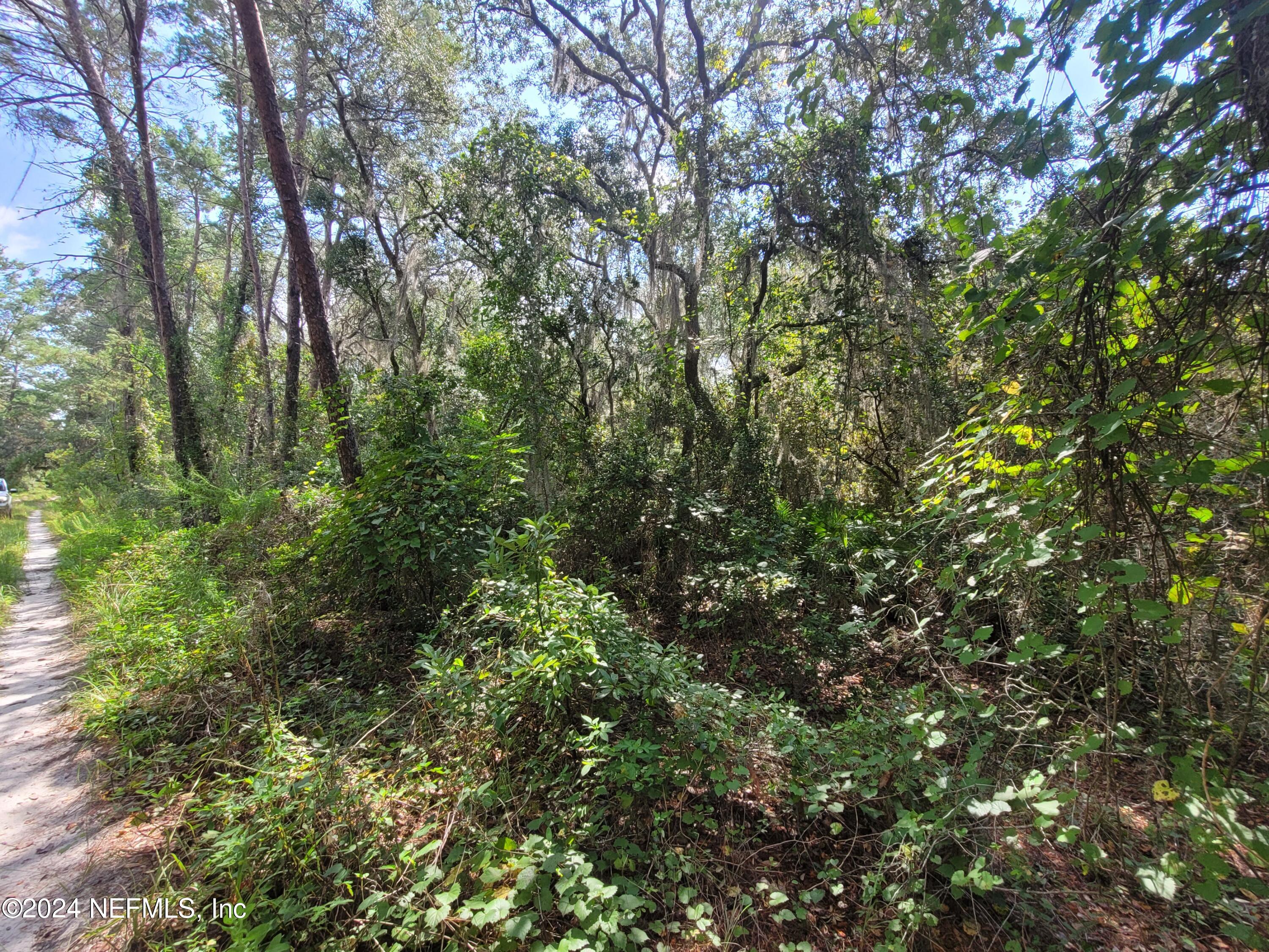 124 Pleasant Trail Crescent City, FL 32112 - Photo 7 of 11 a view of a forest with lots of trees