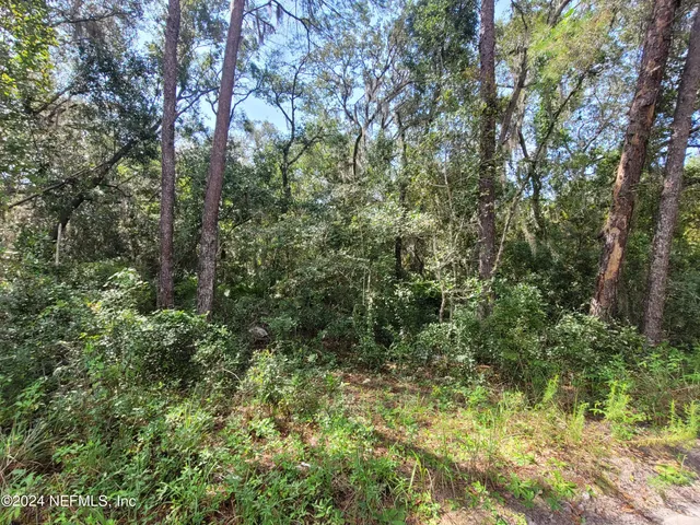 a view of a lush green forest