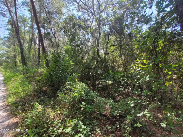 a view of a lush green forest