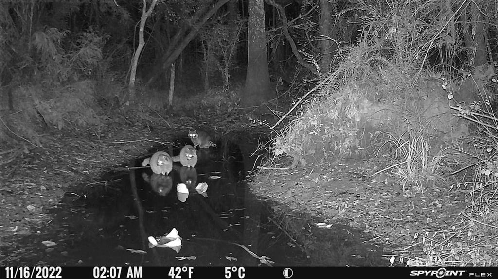 54050 Addison Road Independence, LA 70443 - Photo 14 of 15