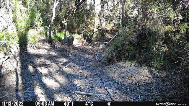 $239,000 | 54050 Addison Road, Independence, LA 70443