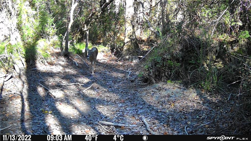 54050 Addison Road Independence, LA 70443 - Photo 15 of 15