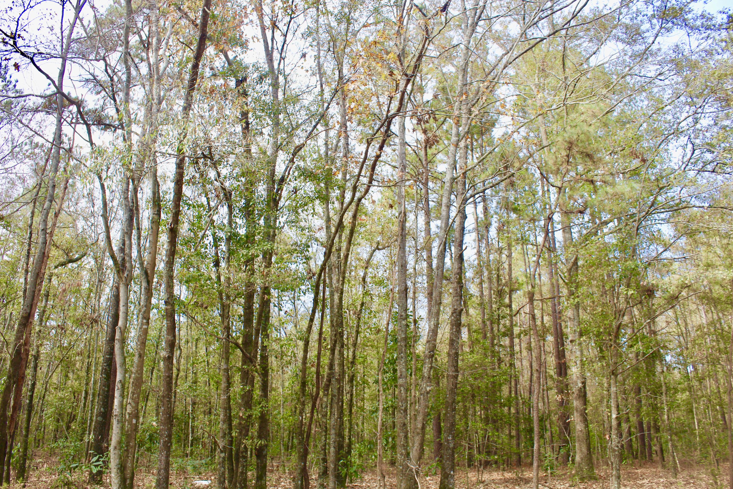 0 Sidneys Road Walterboro, SC 29488 - Photo 5 of 6 Pine and Hardwood